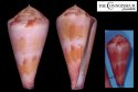pseudocardinalis
