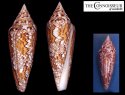 tessulatus