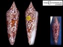 behelokensis
