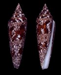 behelokensis