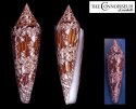 textile archiepiscopus
