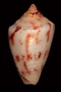 acutimarginatus