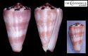 adenensis var.