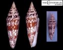 roeckeli