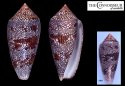 peronianus