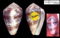 spirofilis