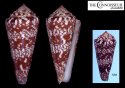 pseudocuneolus