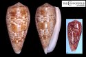 ammiralis