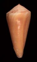 alconnelli