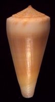 alconnelli