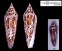 nussatella