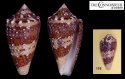 visagenus