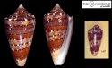 eucoronatus