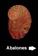 Haliotis cyclobates