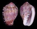 persicula (Persicula)