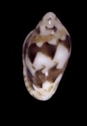 catenata (Gibberula)