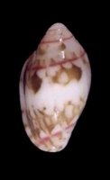 thomensis (Gibberula)