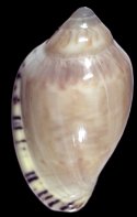 hilli (Persicula)