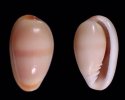 cornea (Persicula)