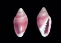 interruptolineata (Persicula)
