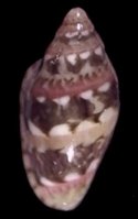 deburghi (Persicula)