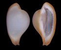 debelius (Naviculavolva)