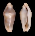eizoi (Dentiovula)
