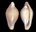 avena (Neosimnia)