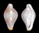 poppei (Phenacovolva)