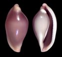 barbieri (Phenacovolva)