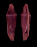 piriei (Prosimnia)