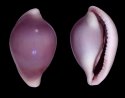 draperi (Cuspivolva)