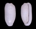 hindleyi (Proerato)