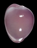 antillarum (Trivia)