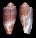 americana (Odontocymbiola)