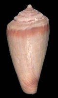 parabola (Nannamoria)