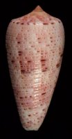 aillaudorum (Alcithoe)