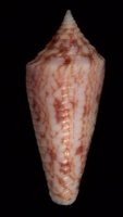 aulica (Cymbiola)