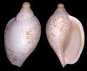 imperialis (Cymbiola)