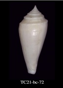 Click for image
