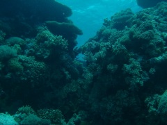 Click for image