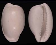 Cypraea cowries seashell