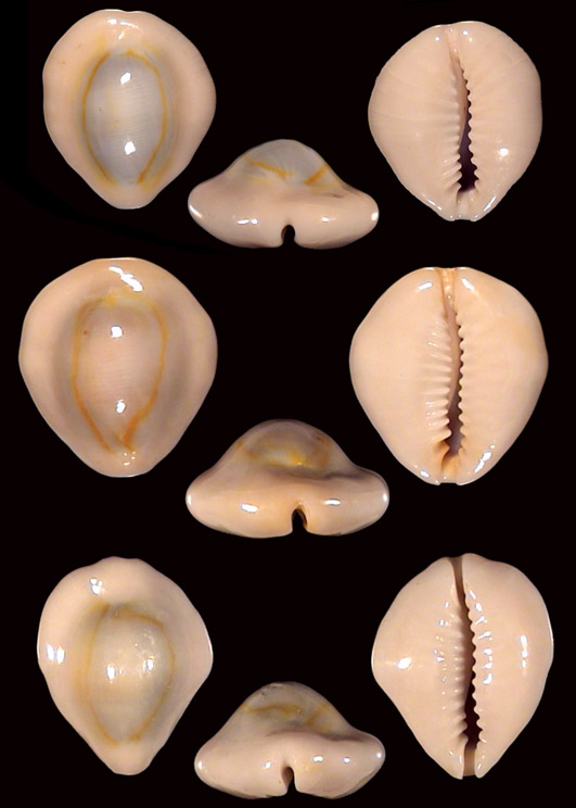 Monetaria annulus dilatissimus