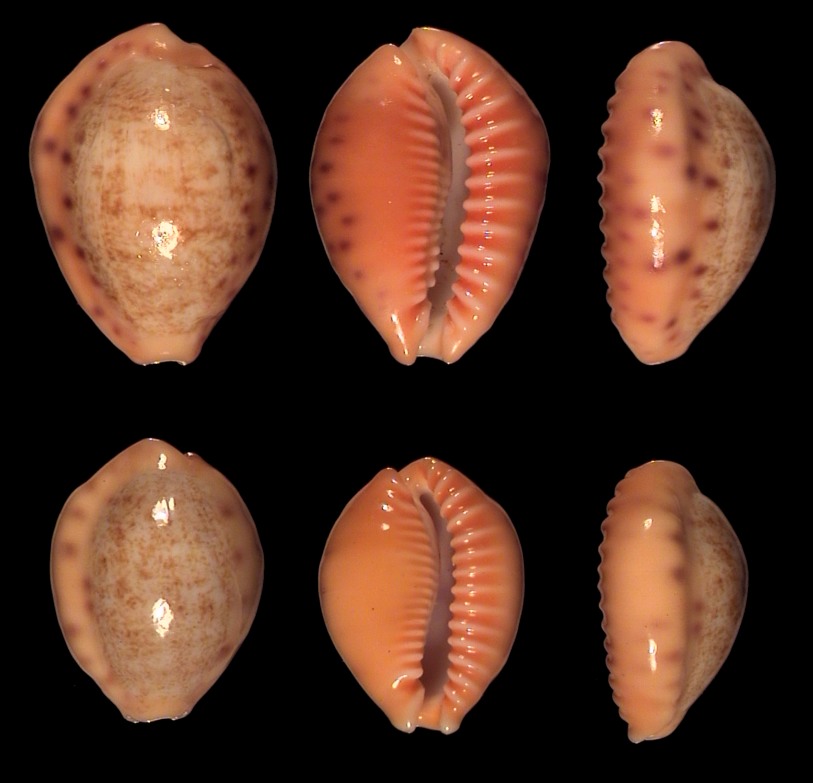 Ovatipsa chinensis from Natal