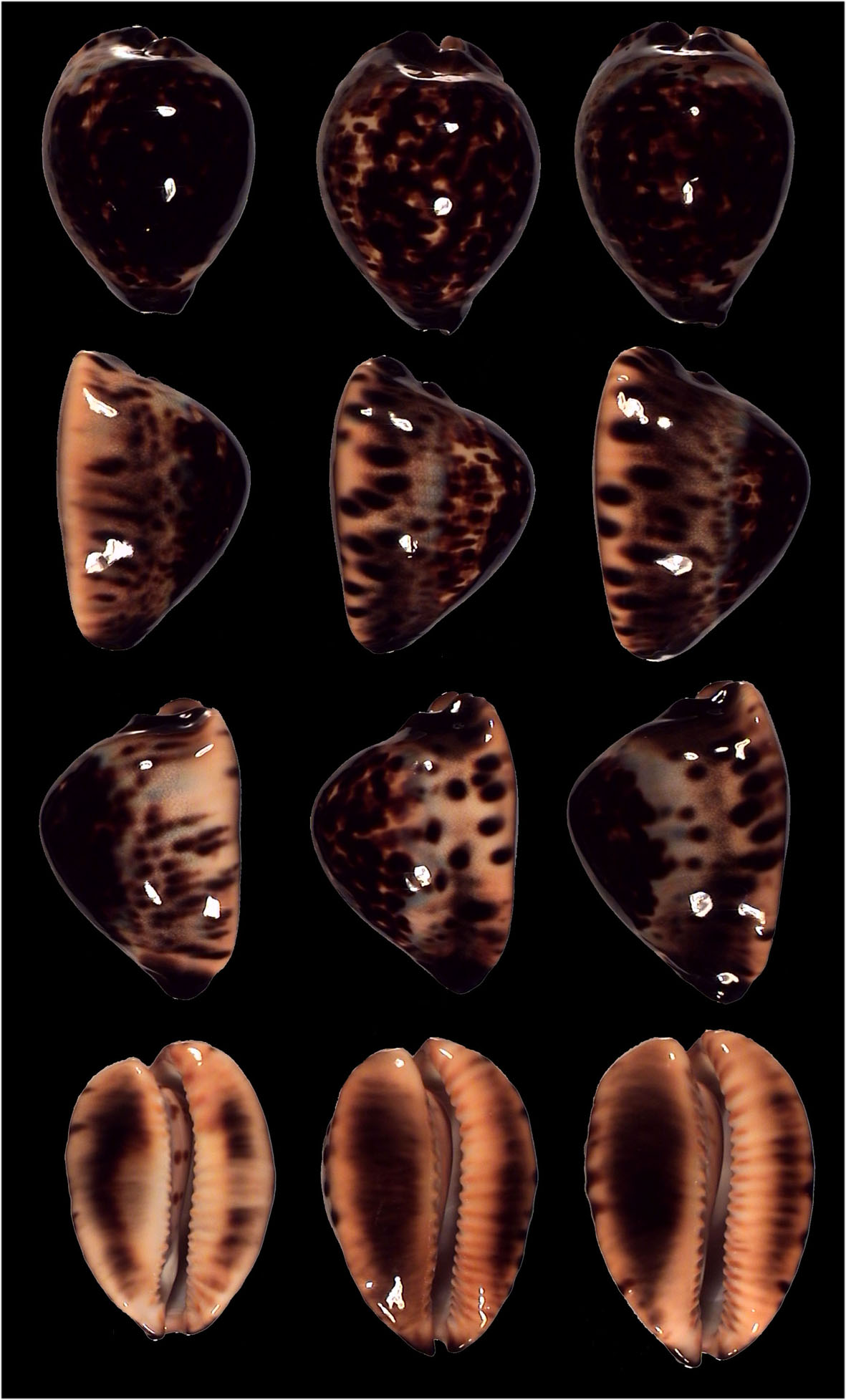 Zoila eludens f. decepticolor