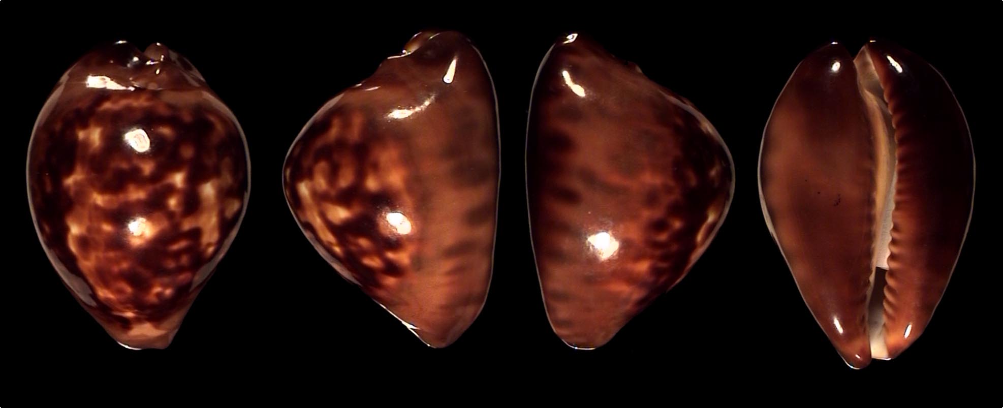 Zoila decipiens suprasinum