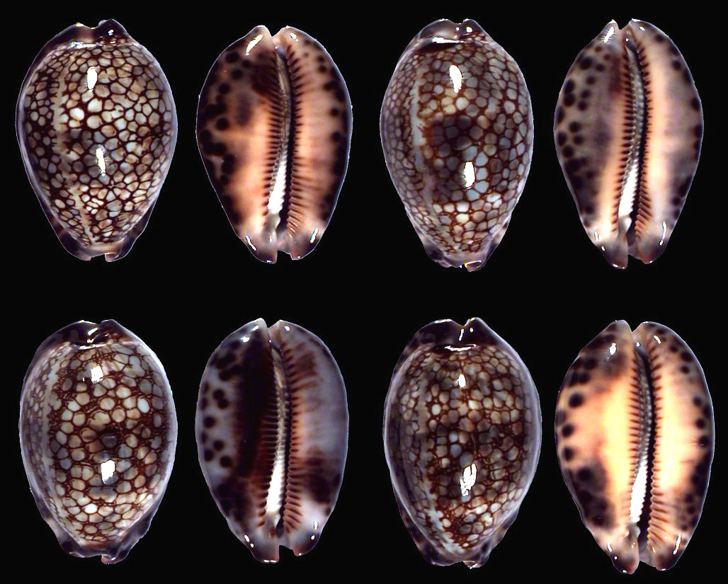 Mauritia histrio f. maculabasis