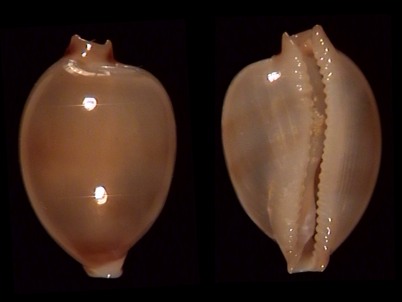 globulus
