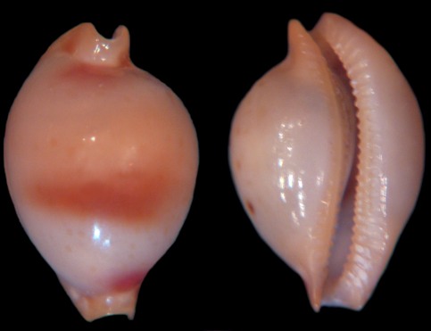 Nesiocypraea lisetae from Japan