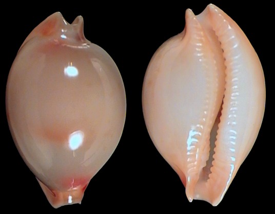 Nesiocypraea lisetae from Mozambique